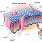 Функции, значение и строение плазматической мембраны Основные свойства плазматической мембраны