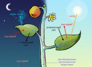 Значение фотосинтеза кратко